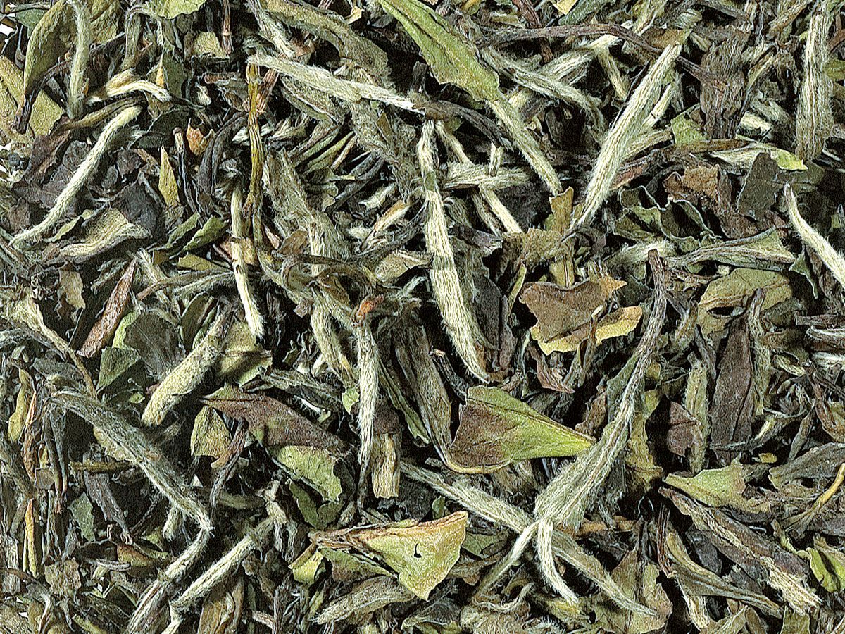 Pai Mu Tan