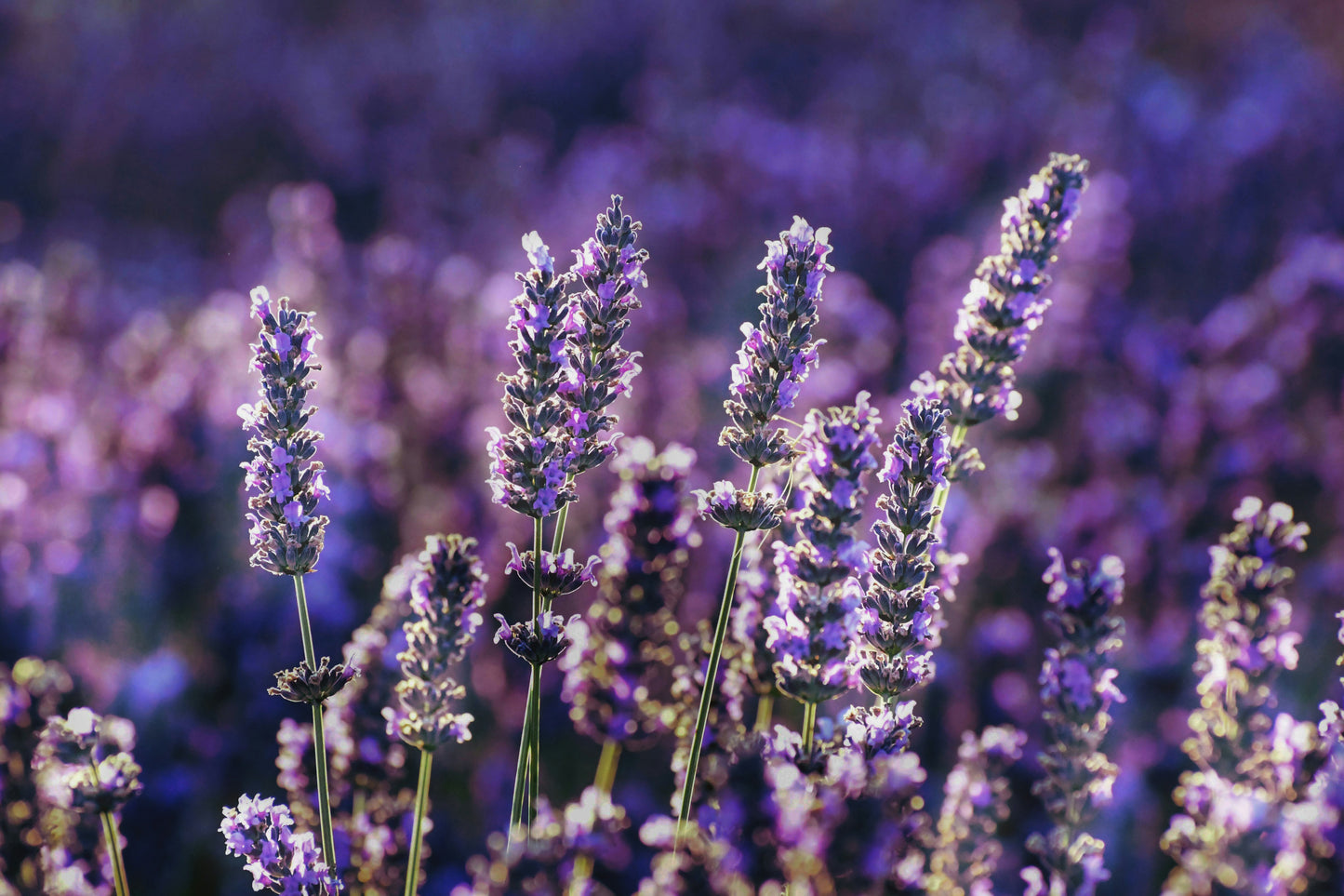 Lavendelblüten