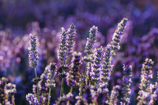 Lavendelblüten