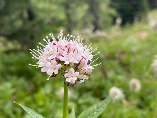 Baldrianwurzel